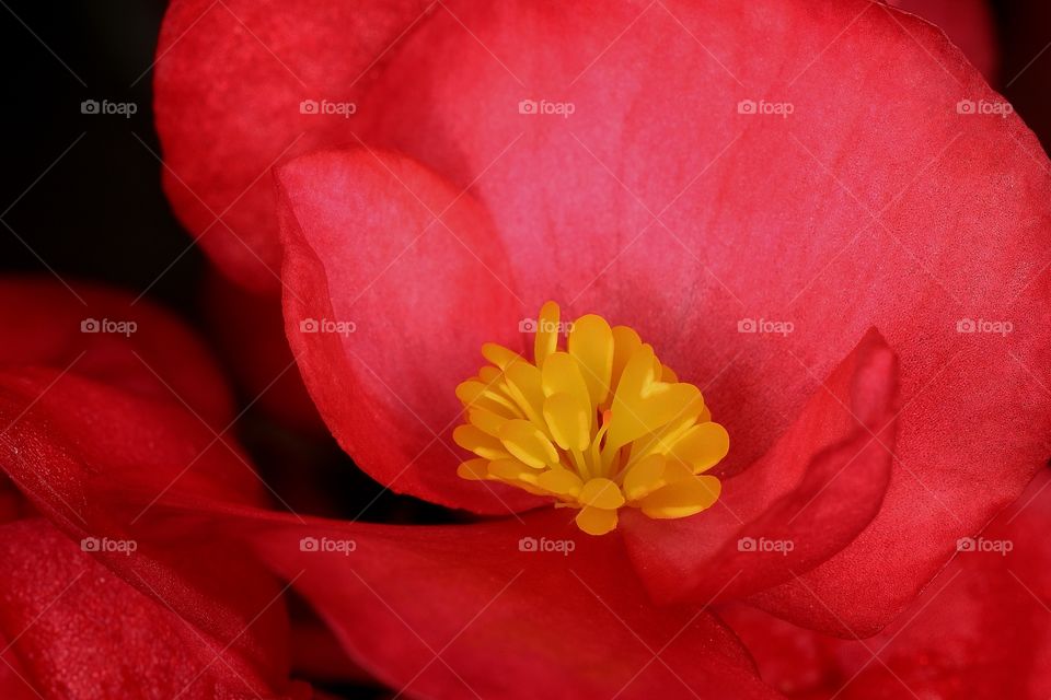 The HEART of a Begonia. Such beautiful flowers! Didn't notice the heart-shaped stamen until after the photo was taken. My window box. Some place in Central Florida.😉❤️