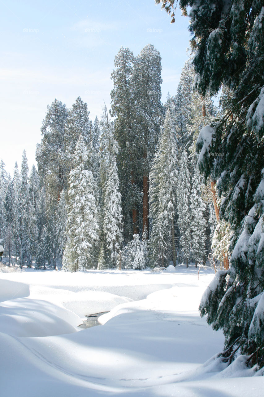 Winter sequoia park 