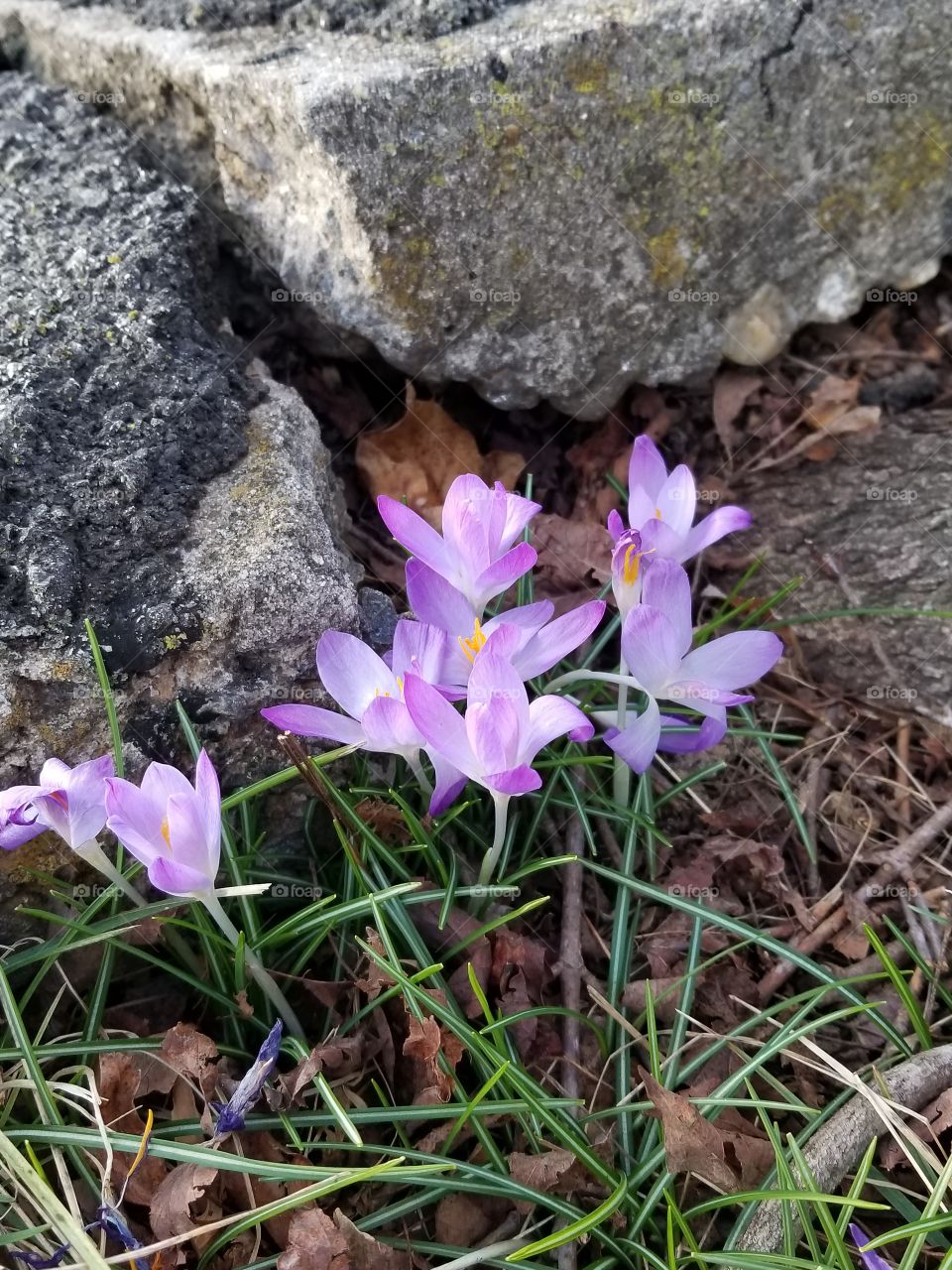 First flowers of spring