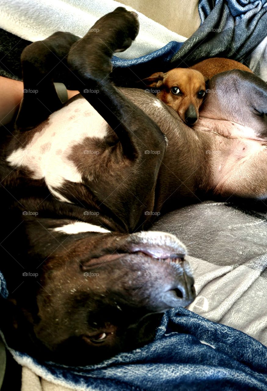 Upside down snuggles