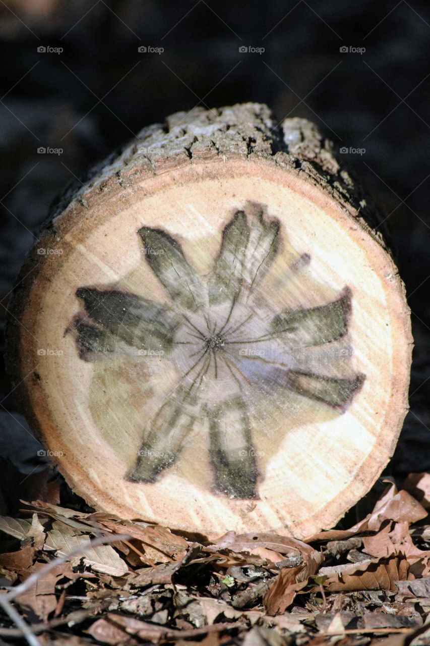 Tree Slice with Flower Design