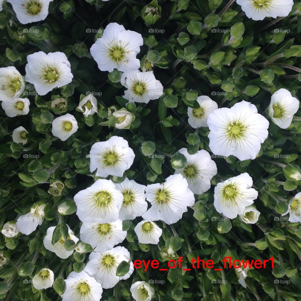 White button flowers