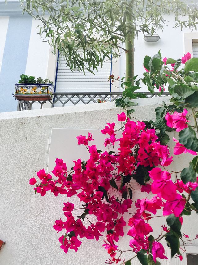 White house, pink flower 