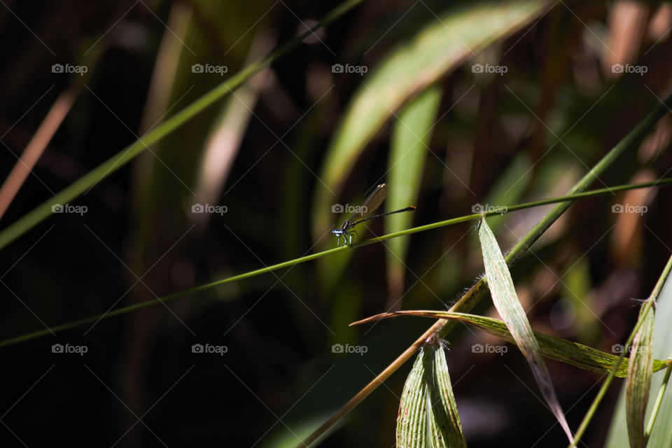 Gold Tail Damselfly (Allocnemis leucosticta) On Green Sedge Grass Stem, Limpopo, South Africa
