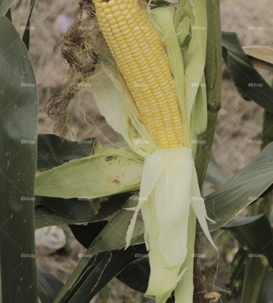 Ripe corn on the tree