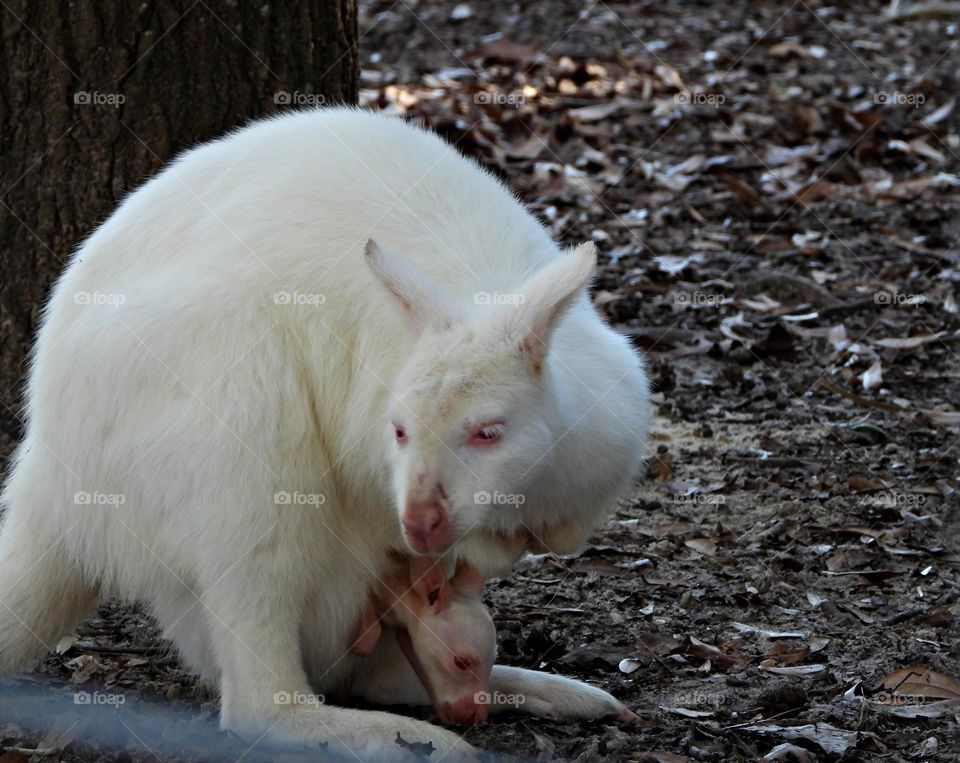 Unusual sis-pets- Albino Kangaroo with Joey in the pouch. White kangaroos are extremely rare. The phenomenon is usually caused by albinism or leucism. Albinism refers to the complete lack of melanin production in an animal