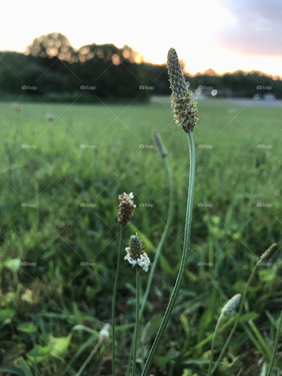 Wildflower in grassy field