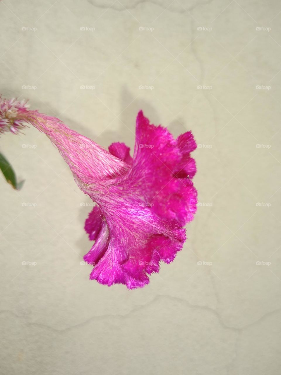 a beautiful pink flower