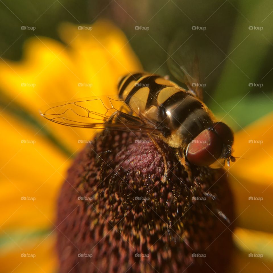 Syrphid fly