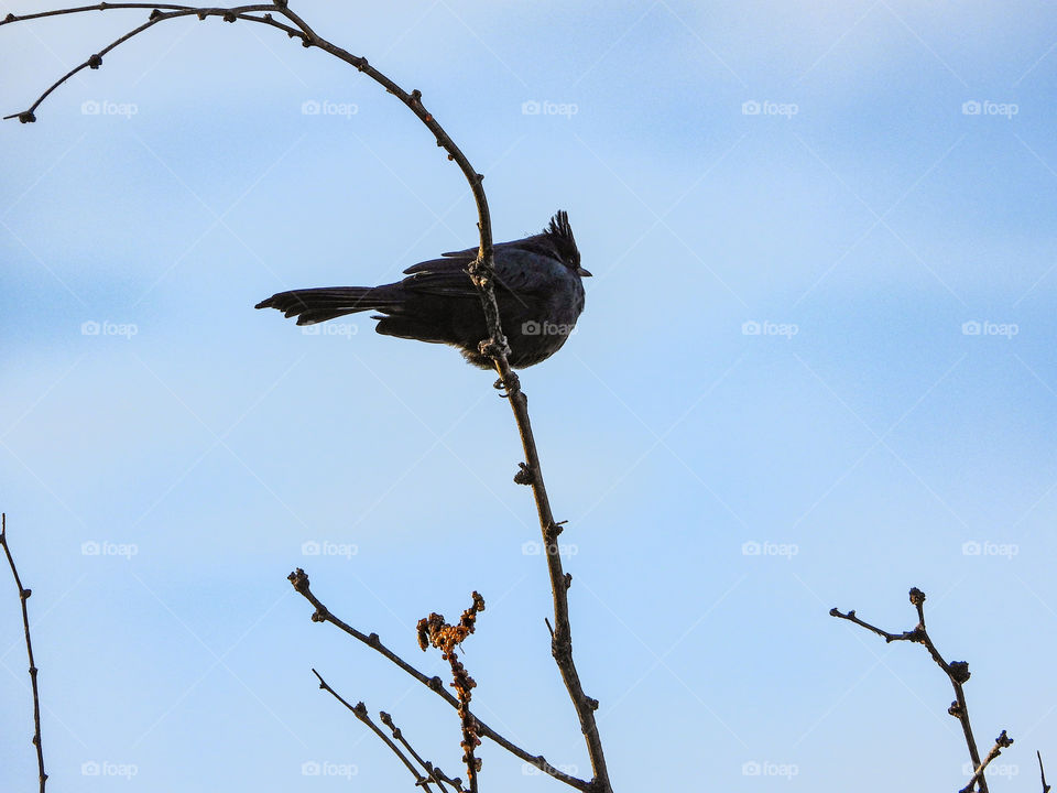 Black Phainopepla bird 