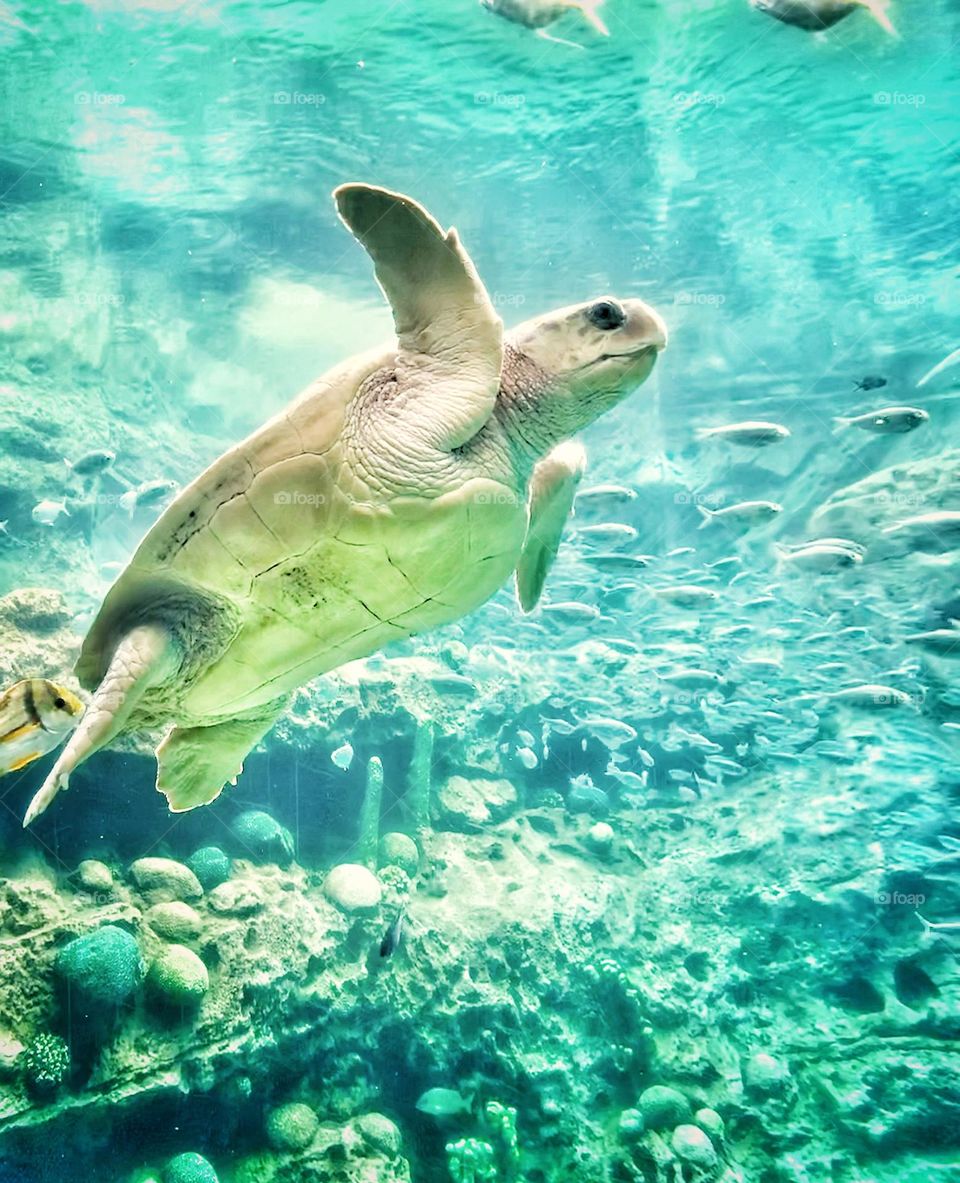 Sea Turtle