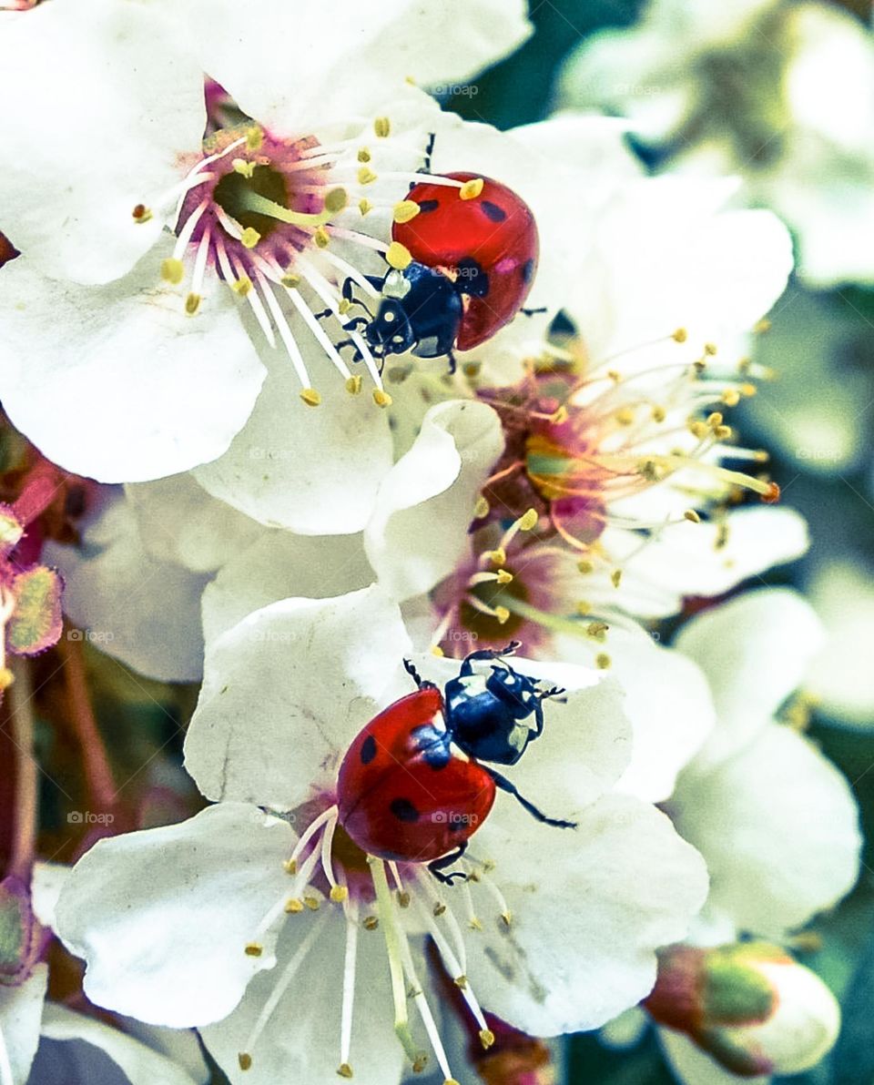 Ladybugs