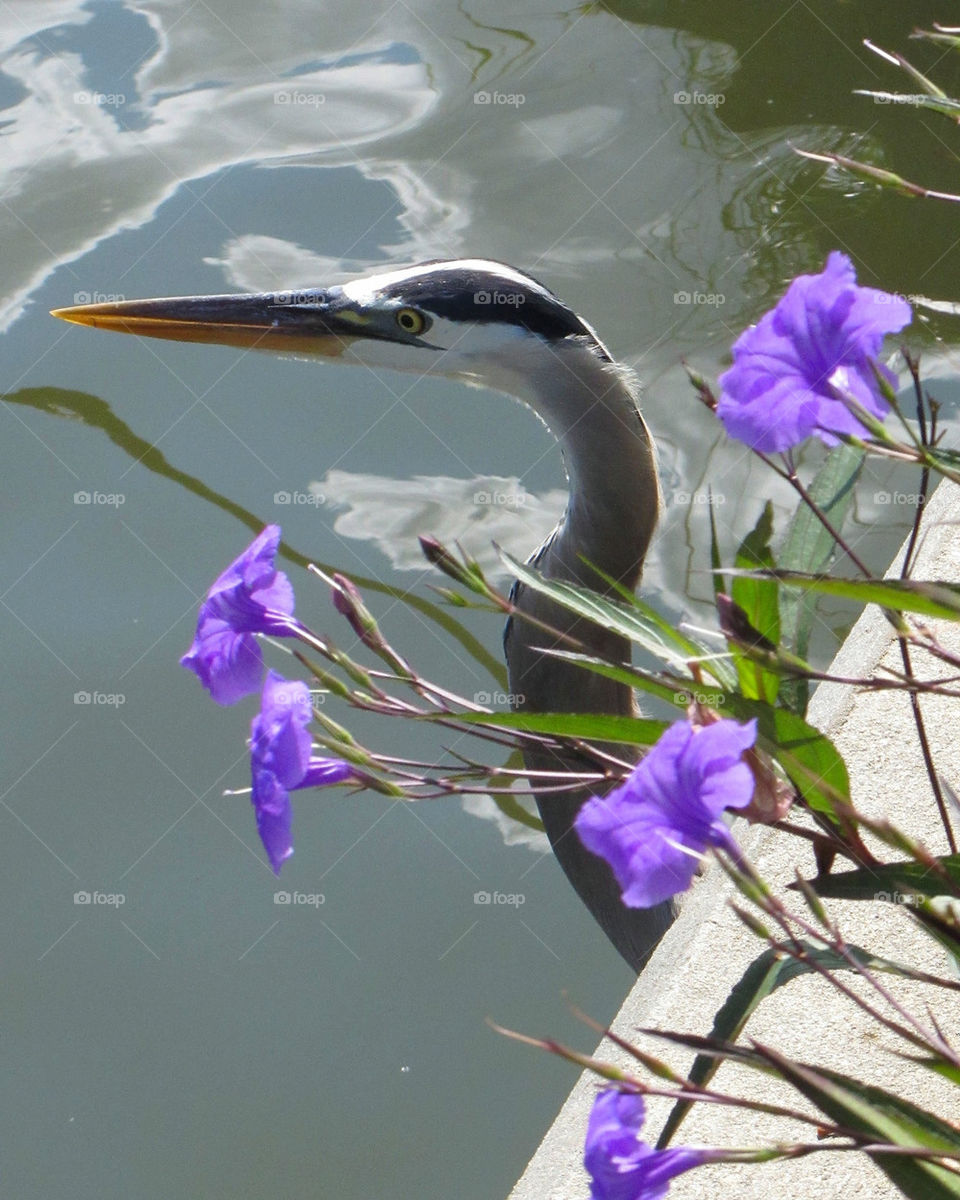 water bird animals by wme