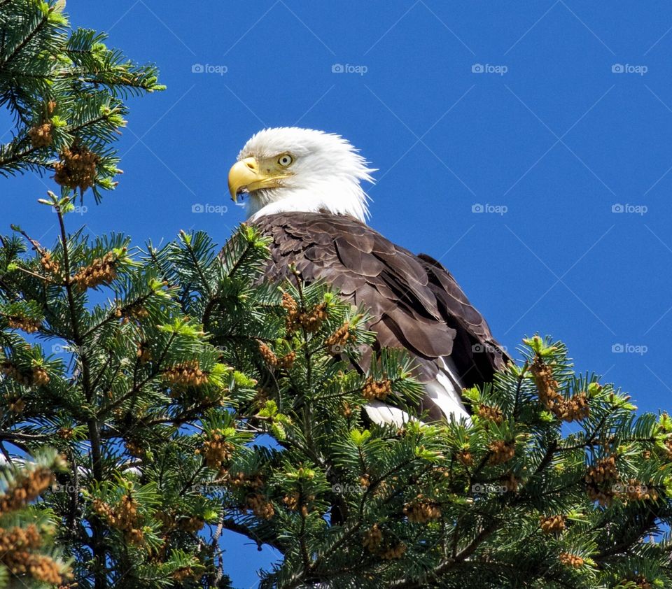 Bald eagle