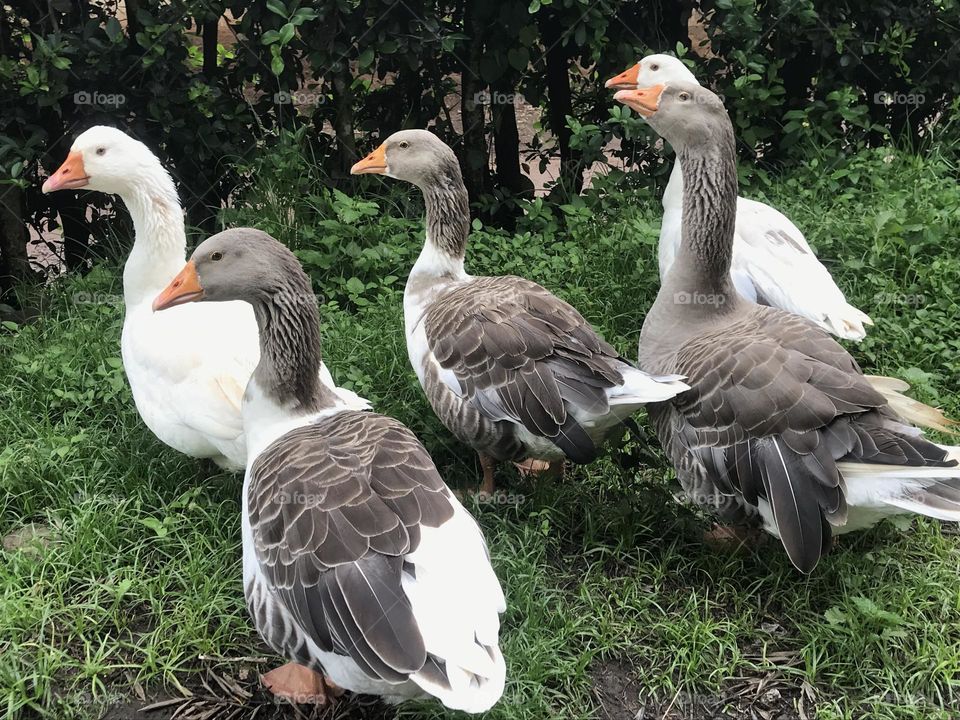 group of animals bird animal themes animal vertebrate Animals in the Wild animal wildlife Nature no people Land Large