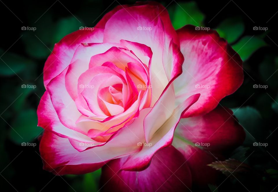 Beautiful rose