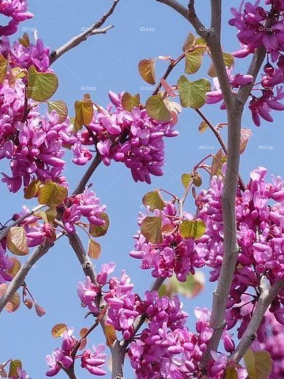 Jacaranda tree shows the rebirth and magic of spring