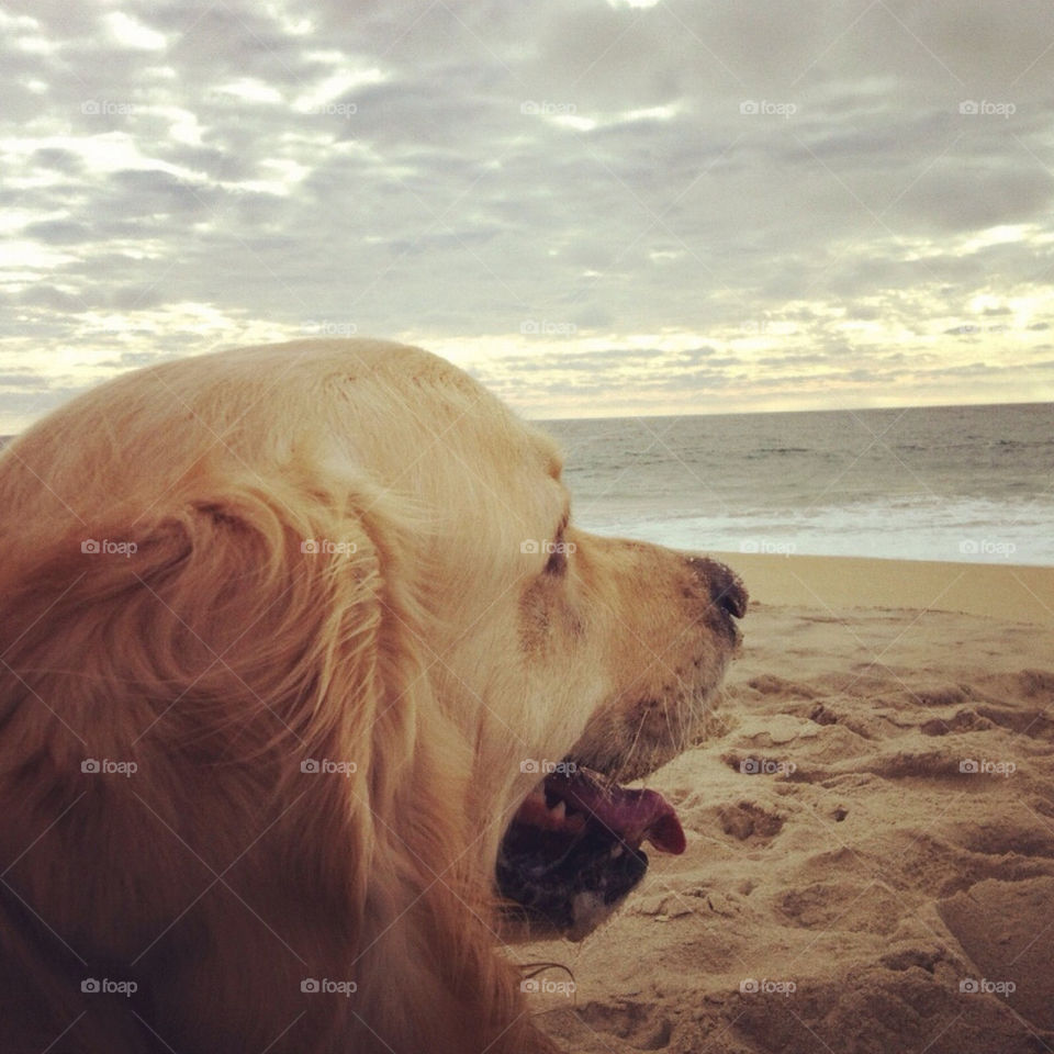 beach pretty summer dog by Zita