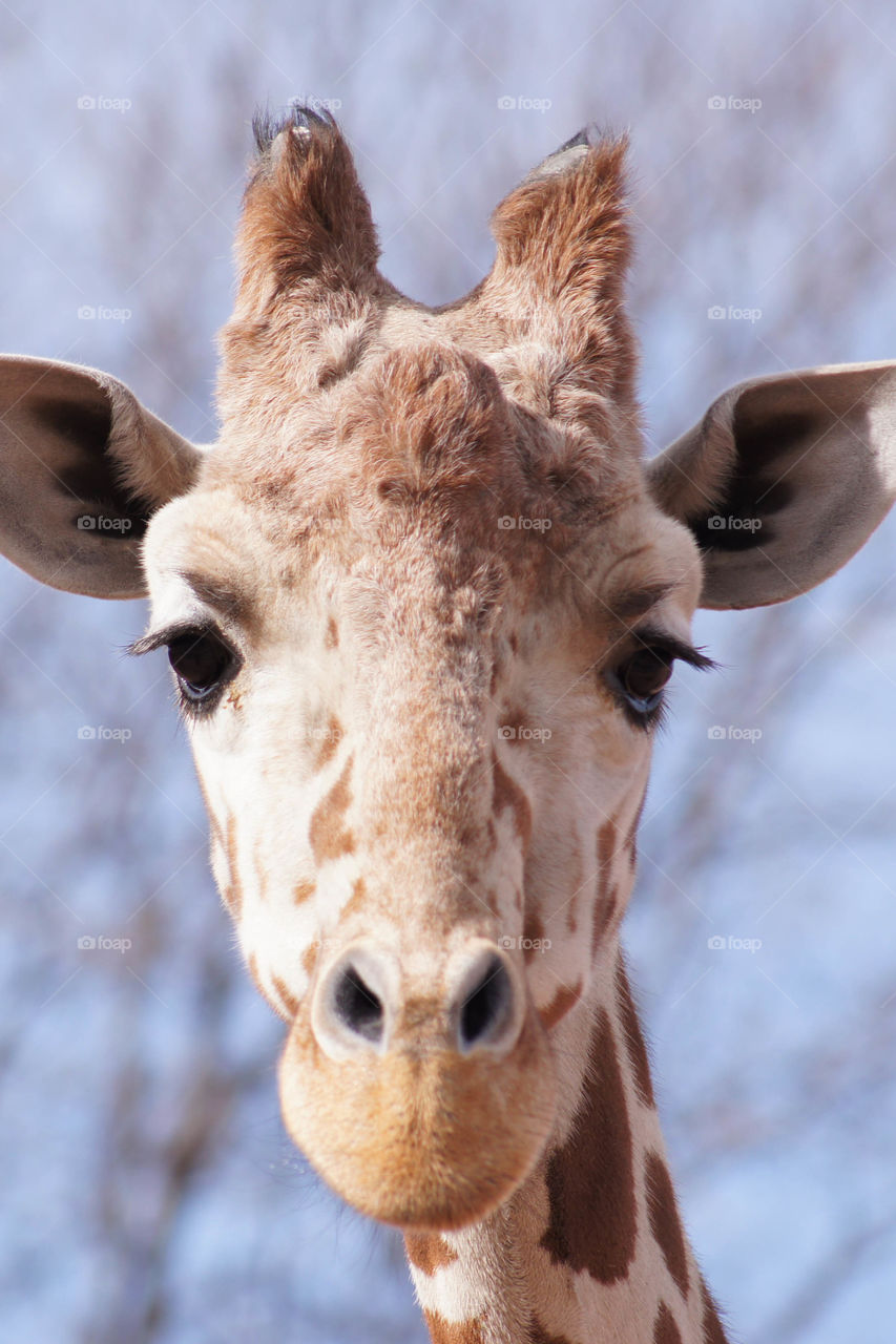 Closeup Giraffe - was nice enough to sit still long enough for me to zoom in and snap this pic.