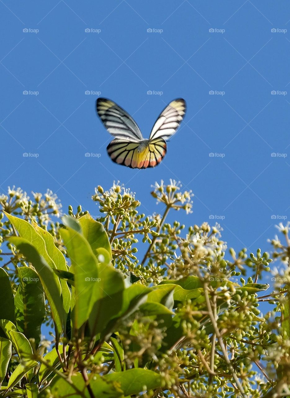 butterfly