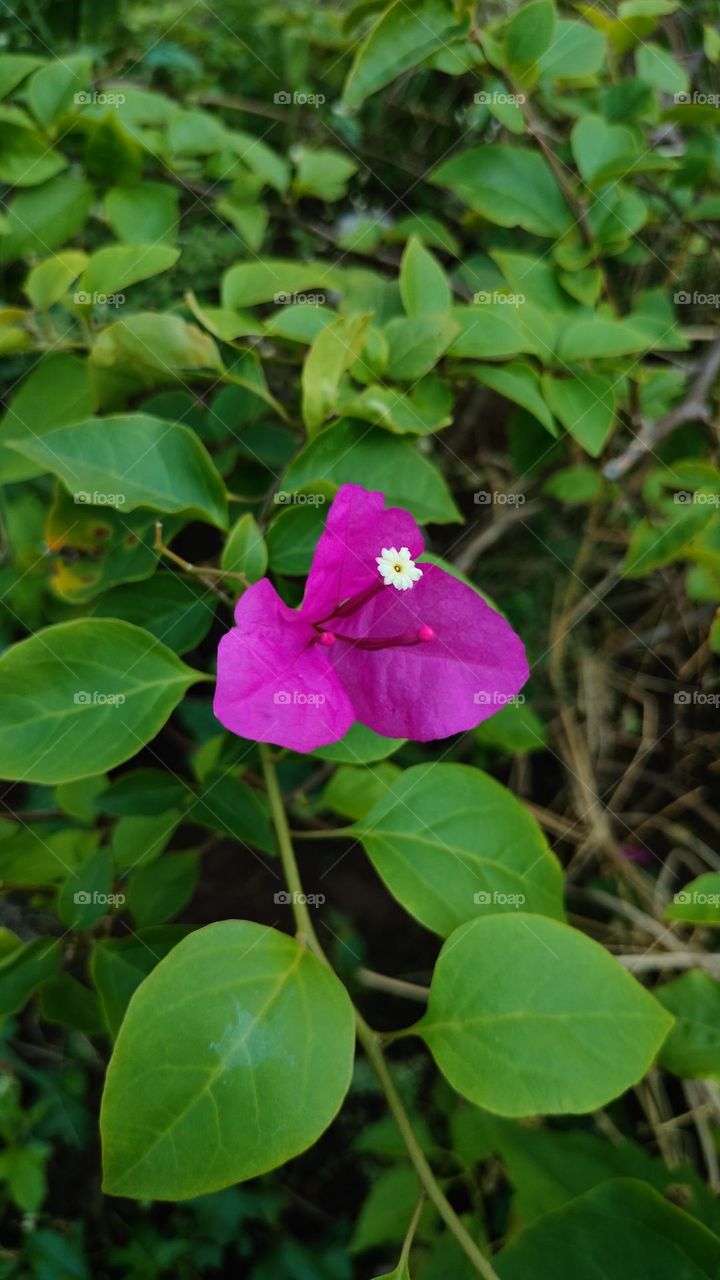 Beautiful Pink Flower, Amazing picture