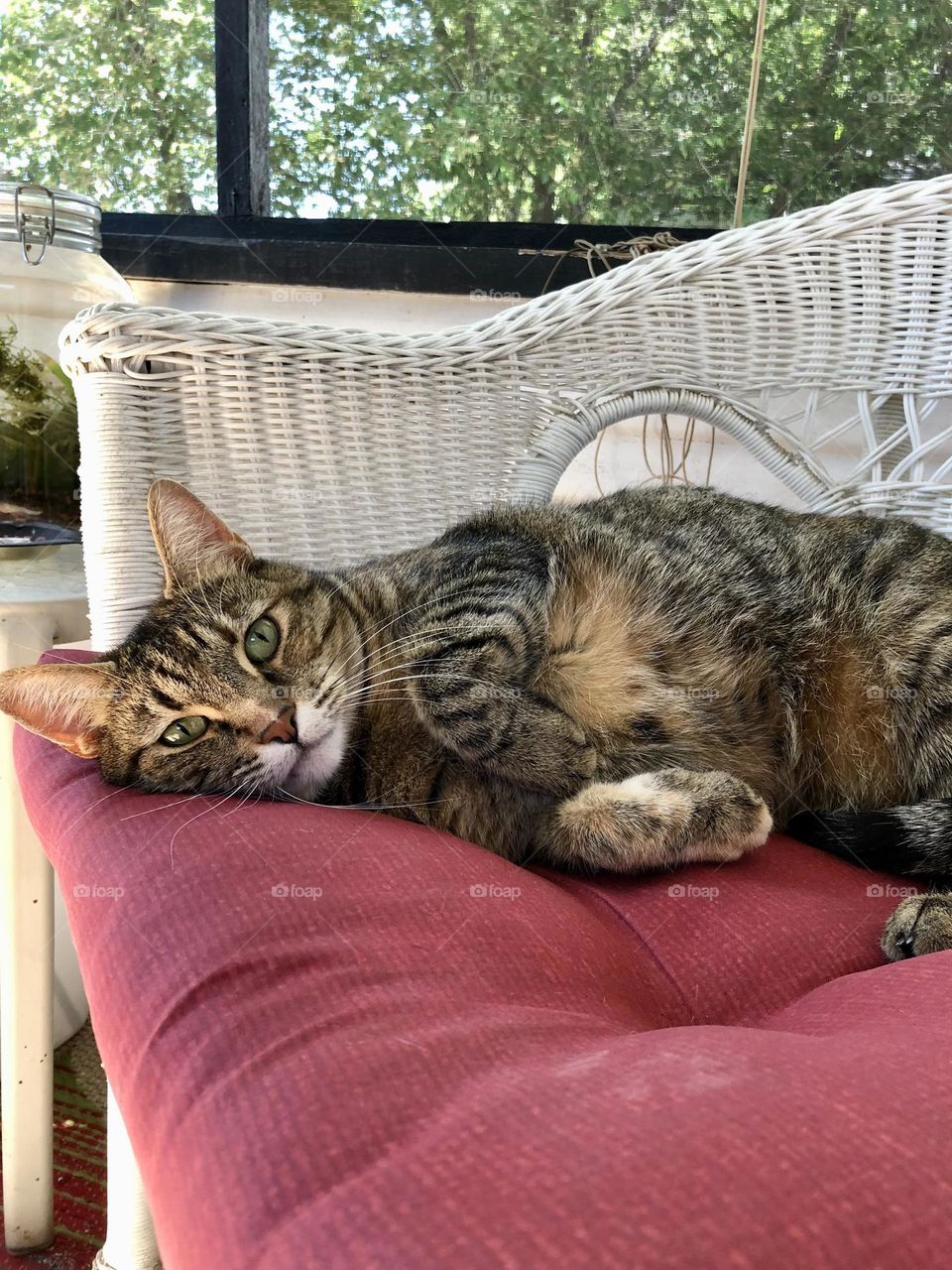 Tabby cat laying on a chair looking adorable 