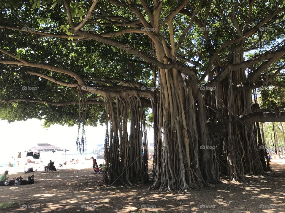 Banyan, big tree at Hawaii Oahu Honolulu Waikiki beach 