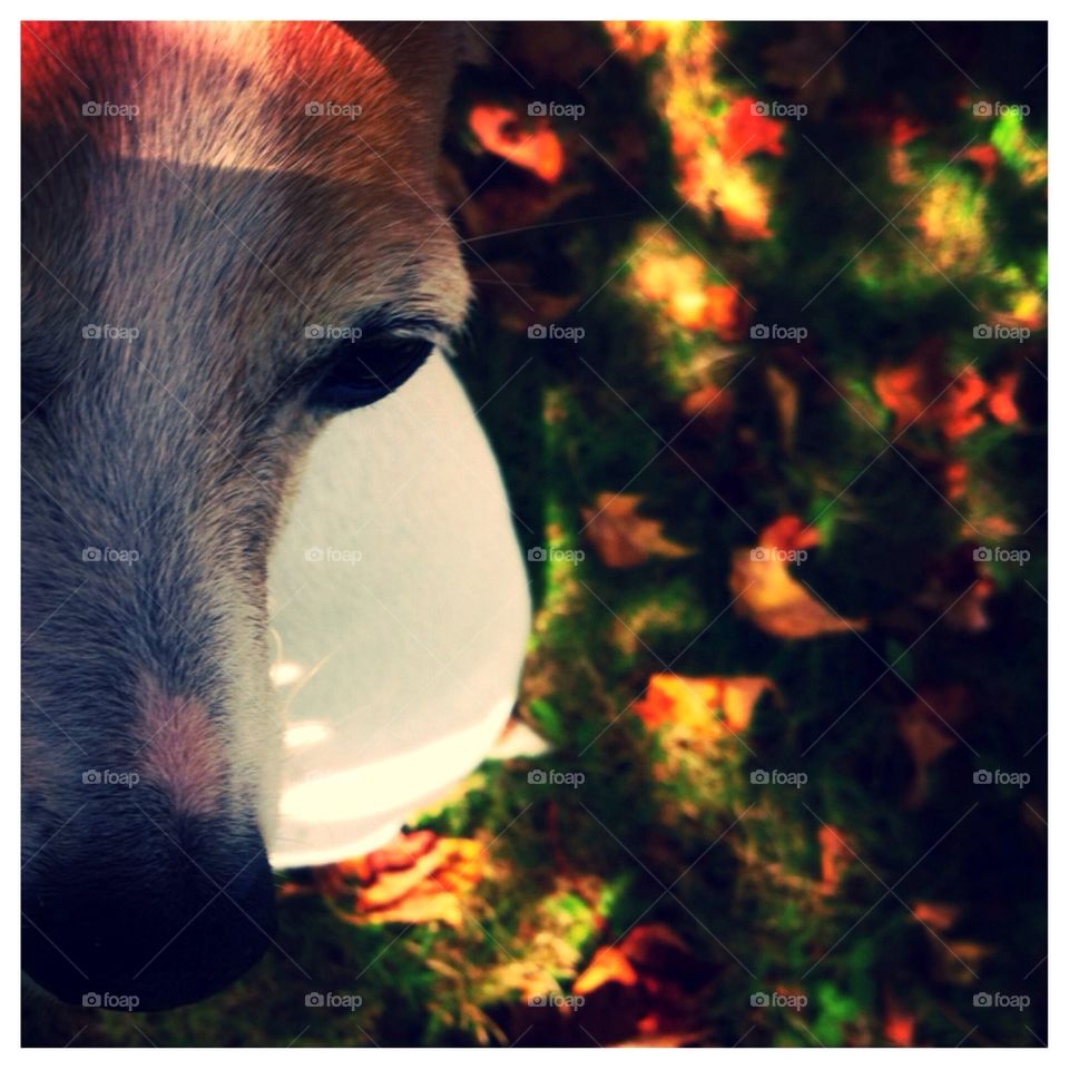 Fall Dog