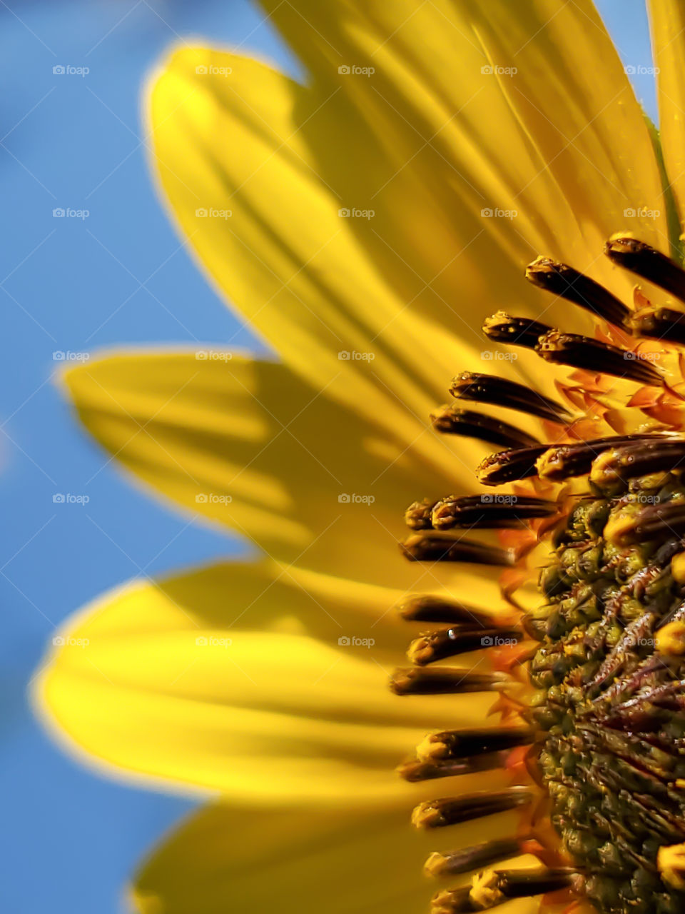 When the warm and sunny summer days come, so do the wild sunflowers! Macro of the North American common sunflower on sunny blue sky summer day.