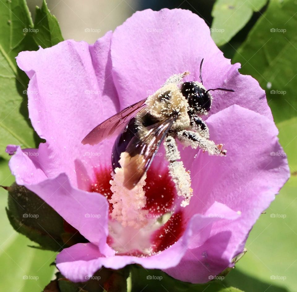 Bee in a flower with pollen on its legs 