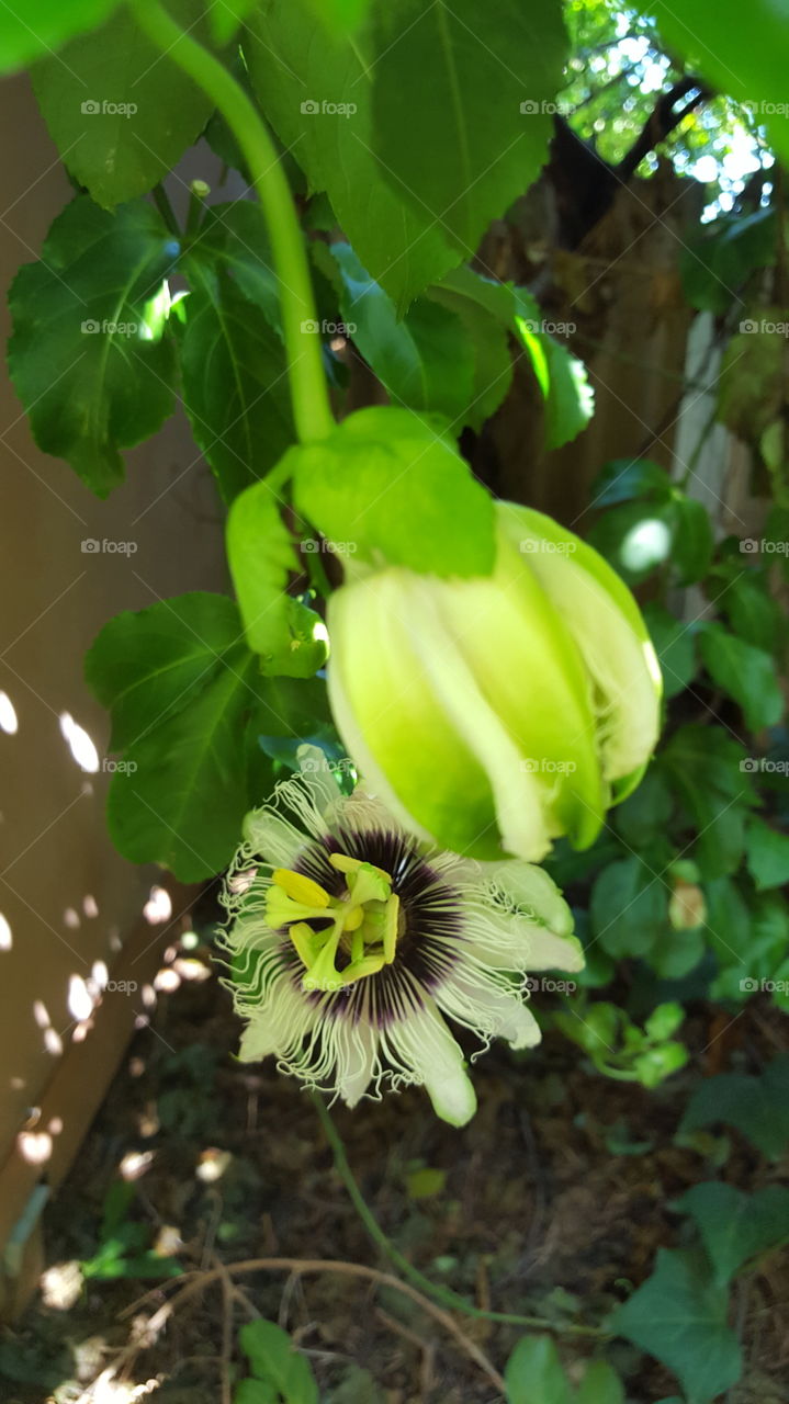 passionfruit flowers