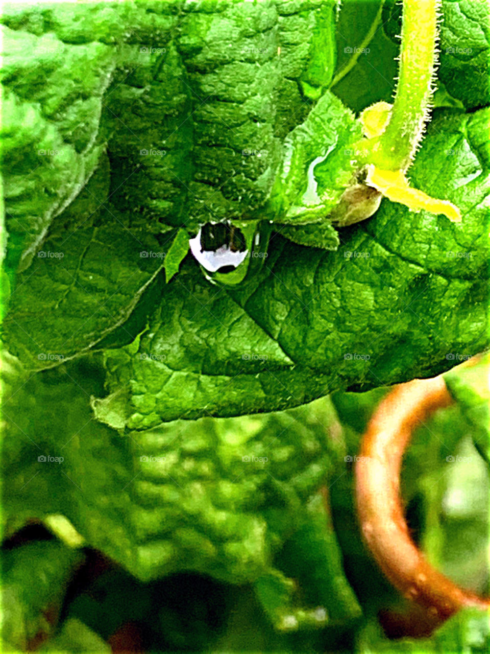  witch hazel in the rain 