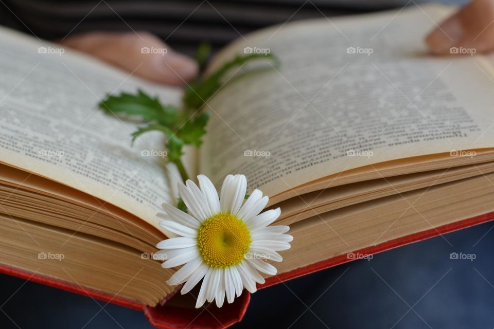 reading book, book in the hands and flowers, lifestyle