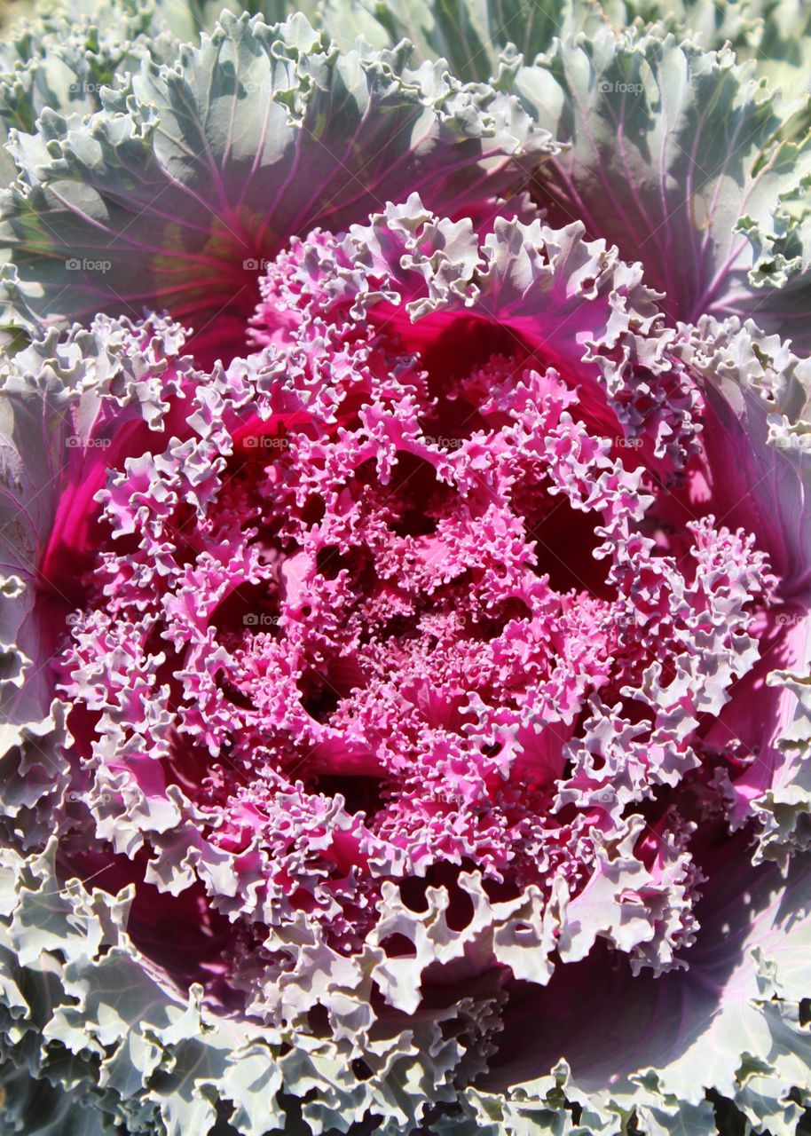 Fence garden vegetable to eat...Pink Cabbage