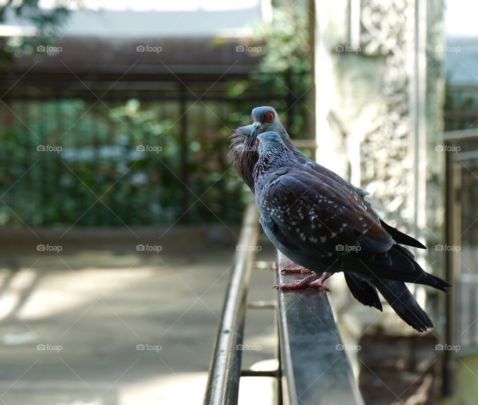 Togetherness of bird on railing