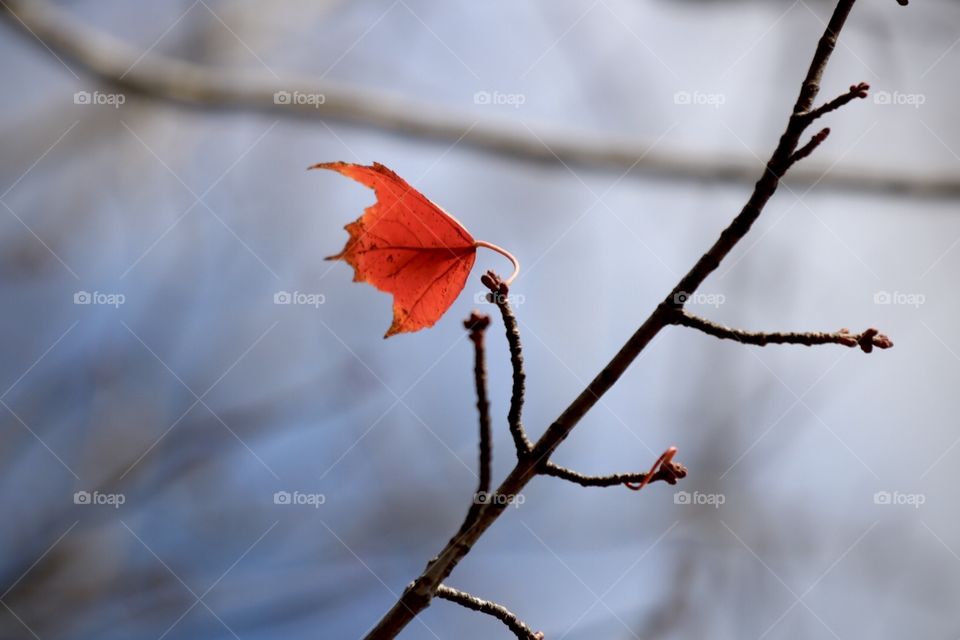 Last leave of summer 