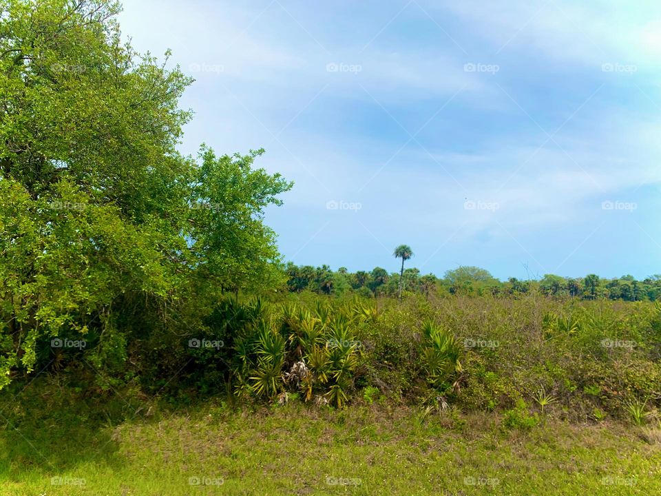 Meadow And Or Forest In This Beautiful Scenic Nature In The Southeast, You Decide 