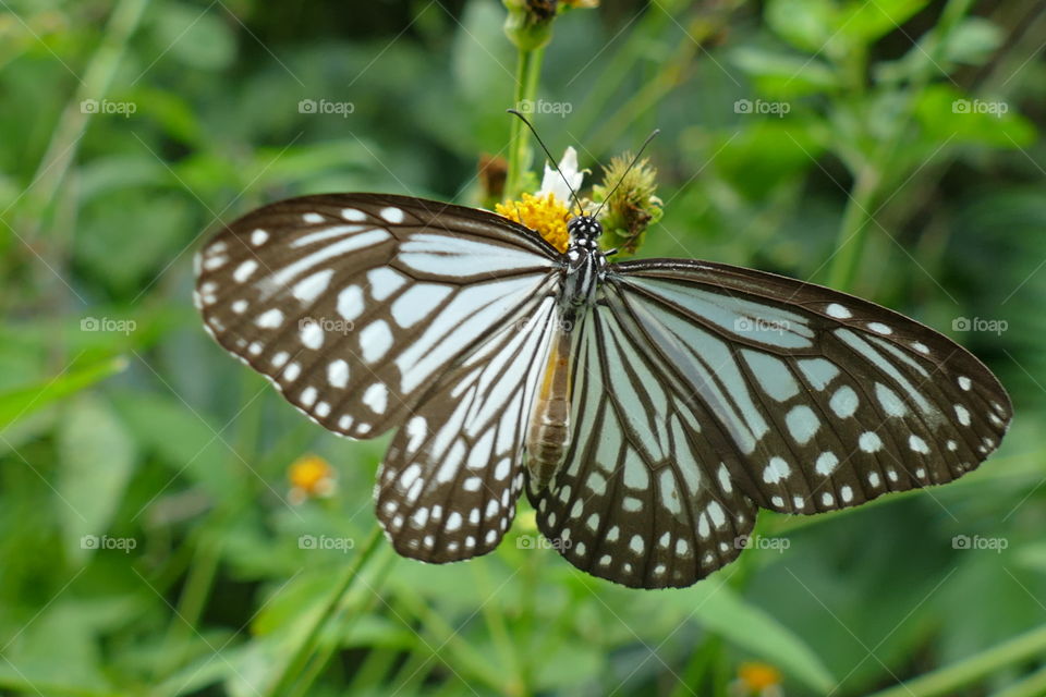 Milkweed butterfly, subfamily Danainae, any of a group of butterflies in the brush-footed butterfly family