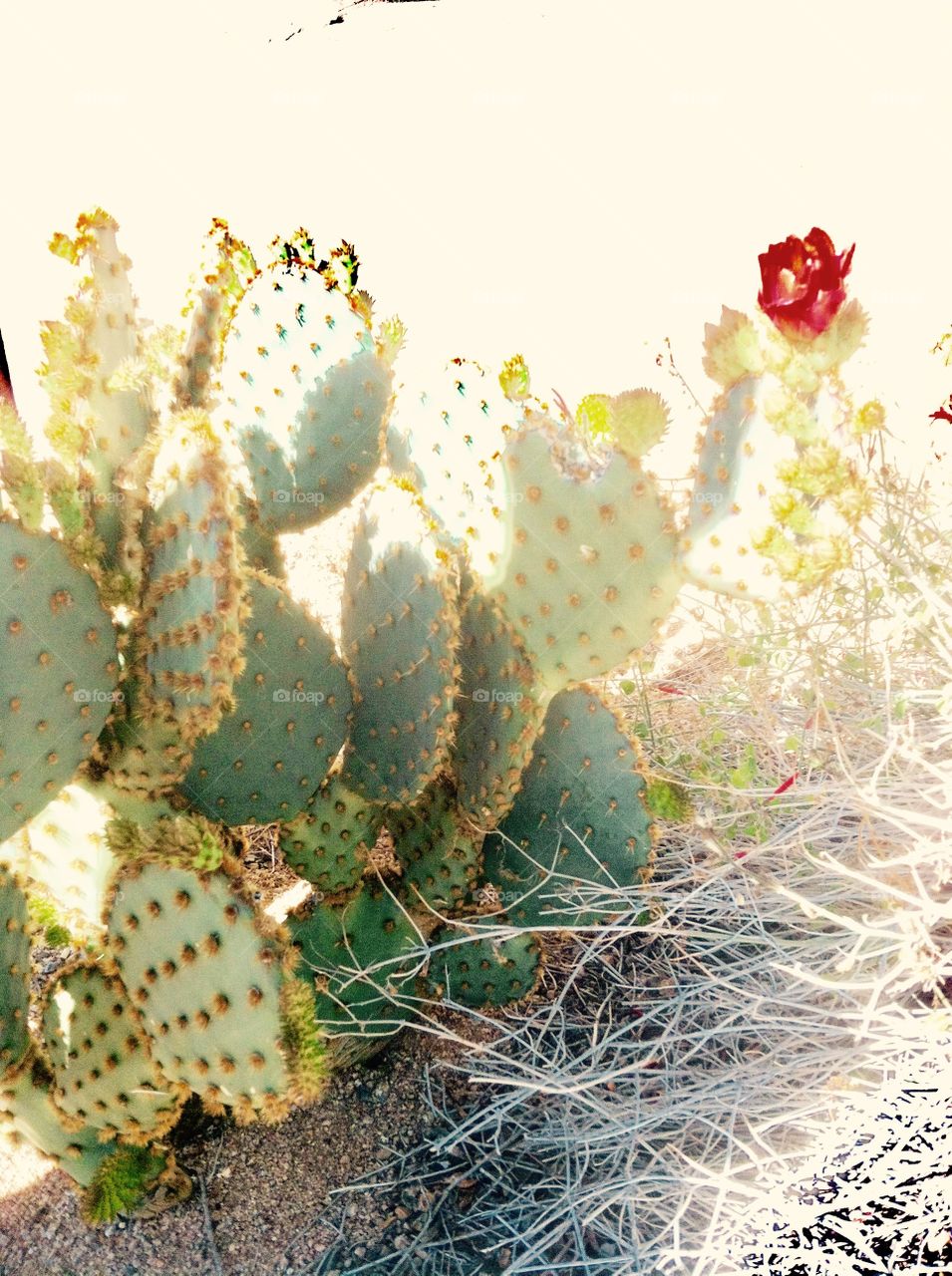 Bright cactus plant life