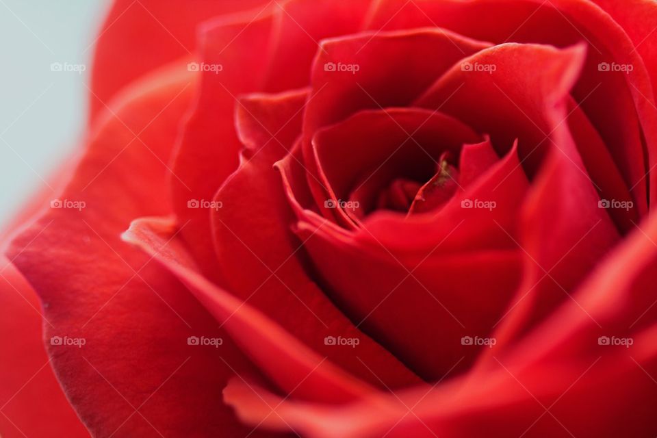 Red red rose