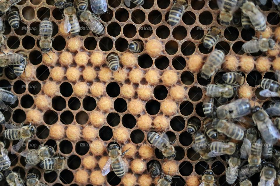 Birds& Bees- Nature in Motion