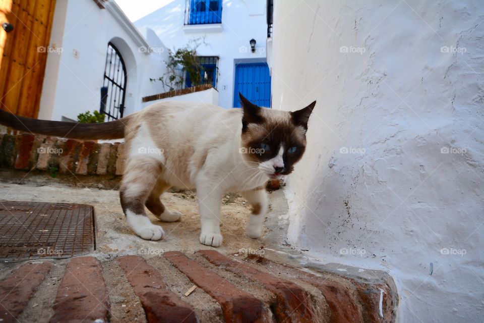 Blue eyed beauty of a cat greeting you welcome in the lovely city of Frigiliana, Spain.