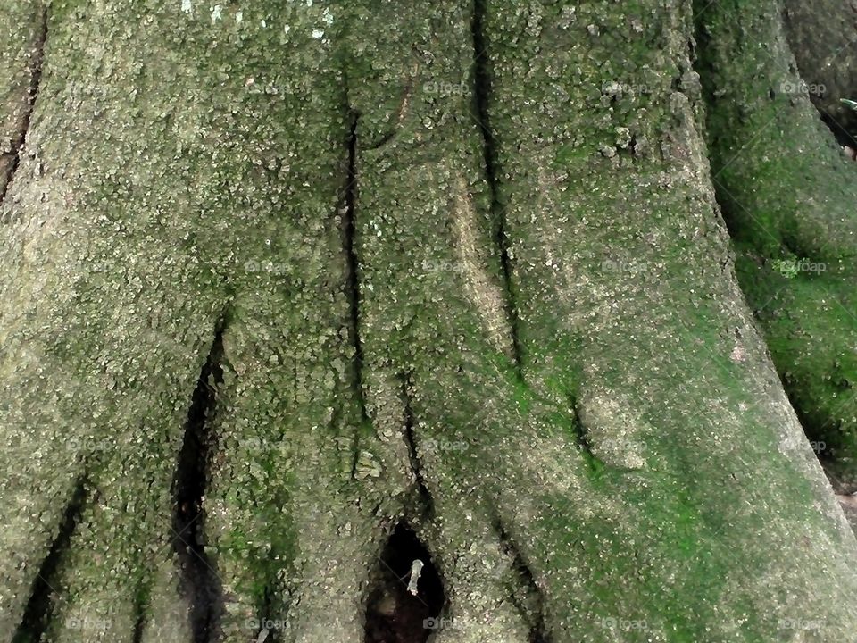 Base of a big tree