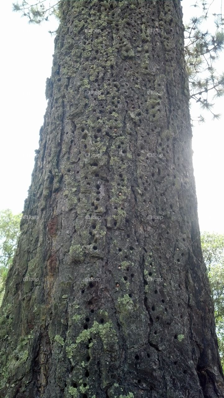 árbol de pájaros carpintero
