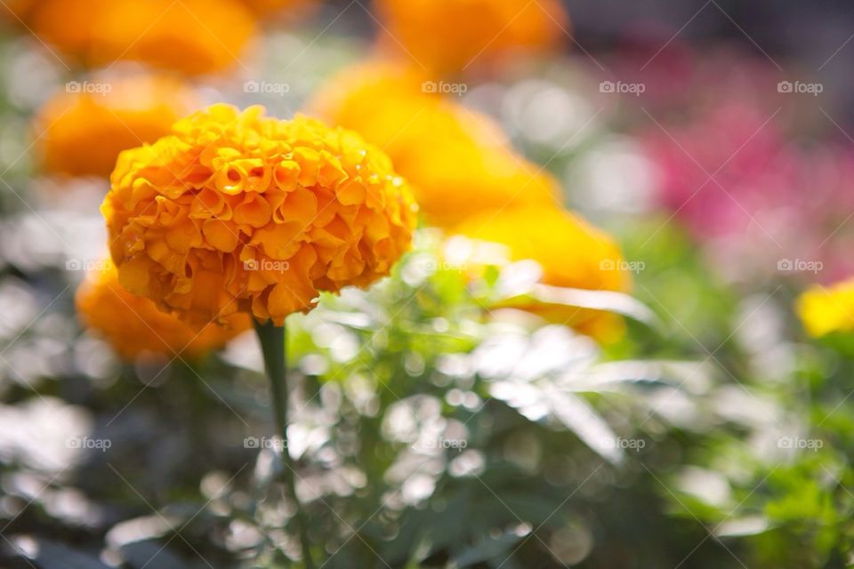 Bright Orange Marigold