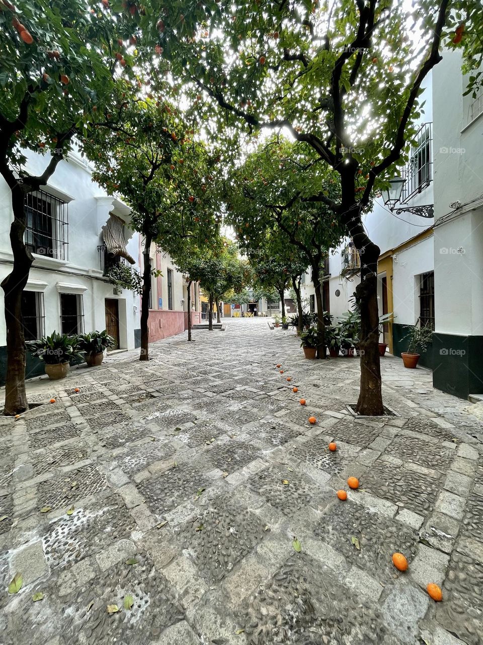 Orange trees in the famous old Sevilla quarter Barrio de Santa Cruz 