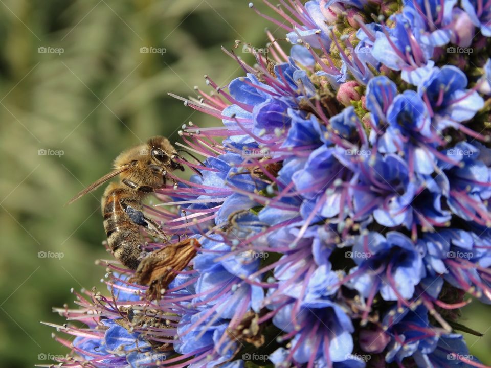 Bee Pollinating A Blue Flower