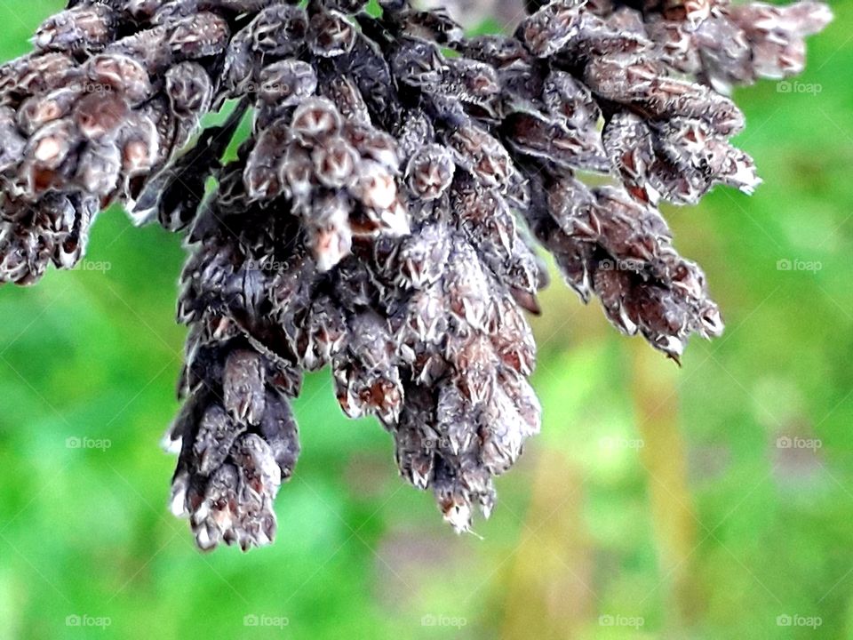 brown dried flowers and seeds of marjoram