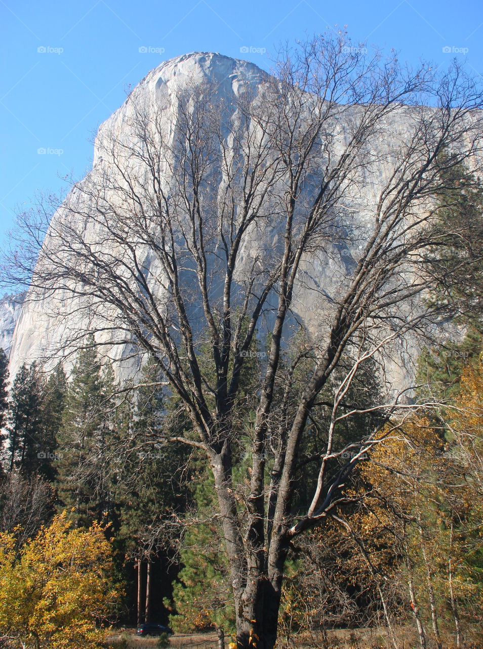 tree park autumn usa by kshapley