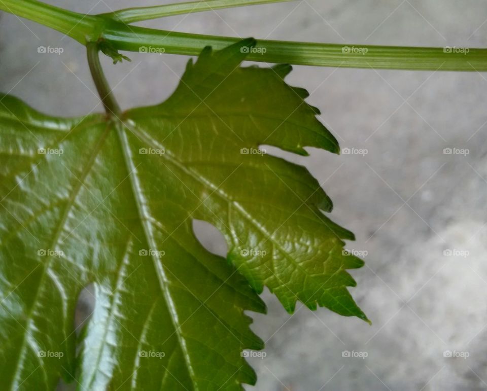 leaf